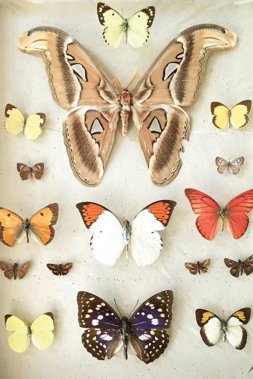 Butterflies and Moths