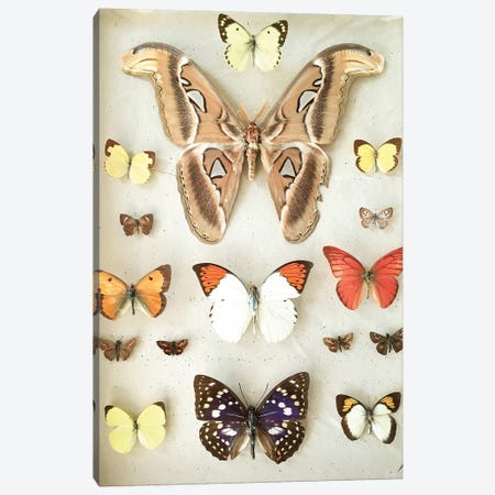 Butterflies and Moths Canvas Print #CSB20} by Cassia Beck Canvas Art