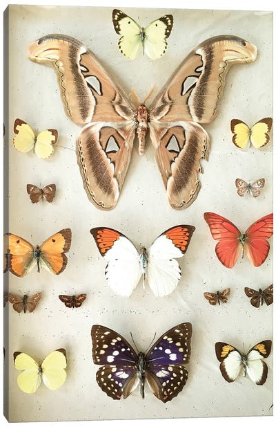 Butterflies and Moths Canvas Art Print