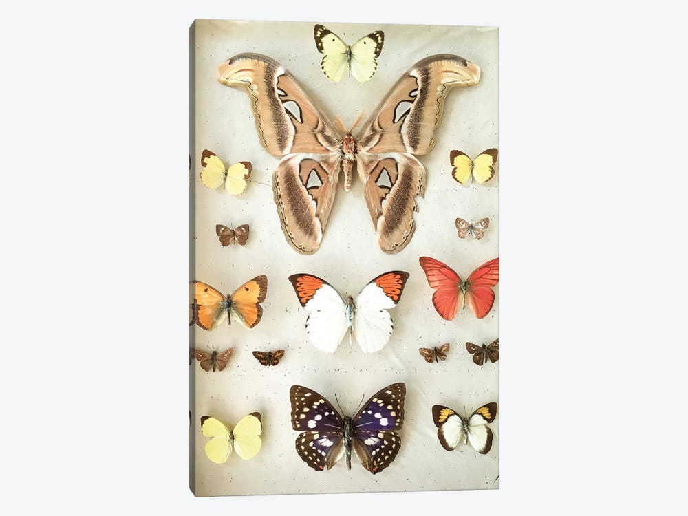 Butterflies and Moths by Cassia Beck 1-piece Canvas Artwork