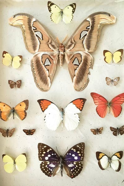 Cassia Beck: Butterflies and Moths by Cassia Beck