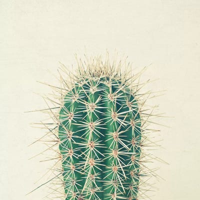 Cactus by Cassia Beck canvas print