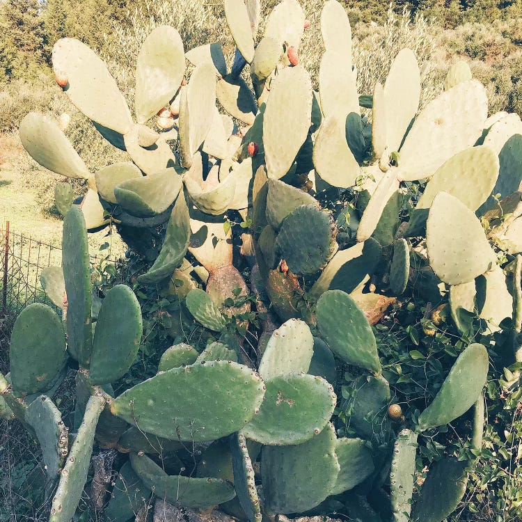 Cactus Garden II