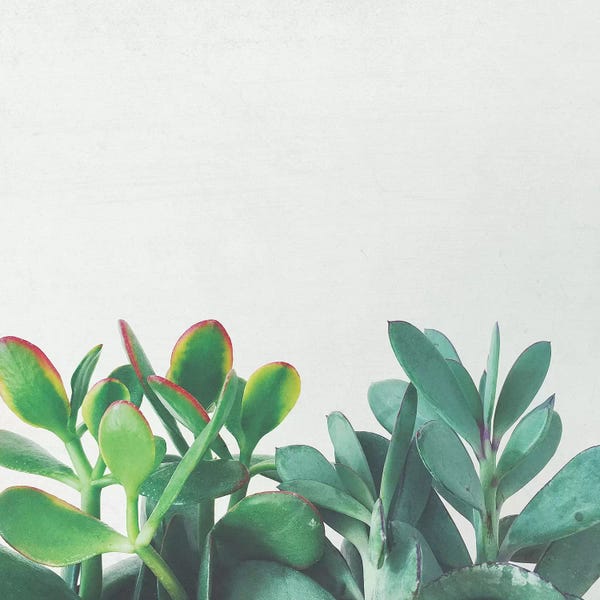 Minimalist Photography: Crassula Group by Cassia Beck