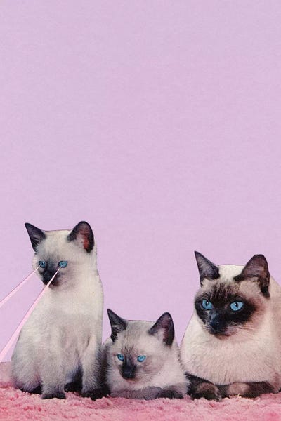 Distracted by Cassia Beck framed canvas print