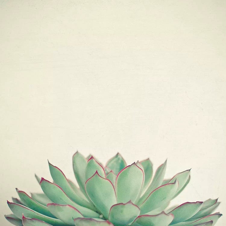 Echeveria