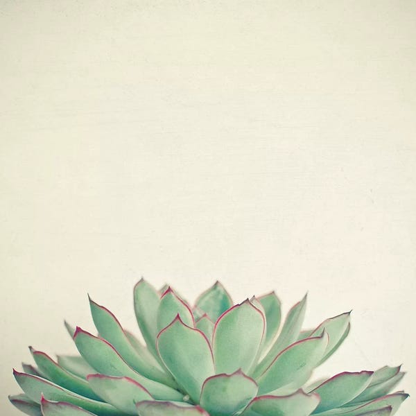 Cassia Beck: Echeveria by Cassia Beck