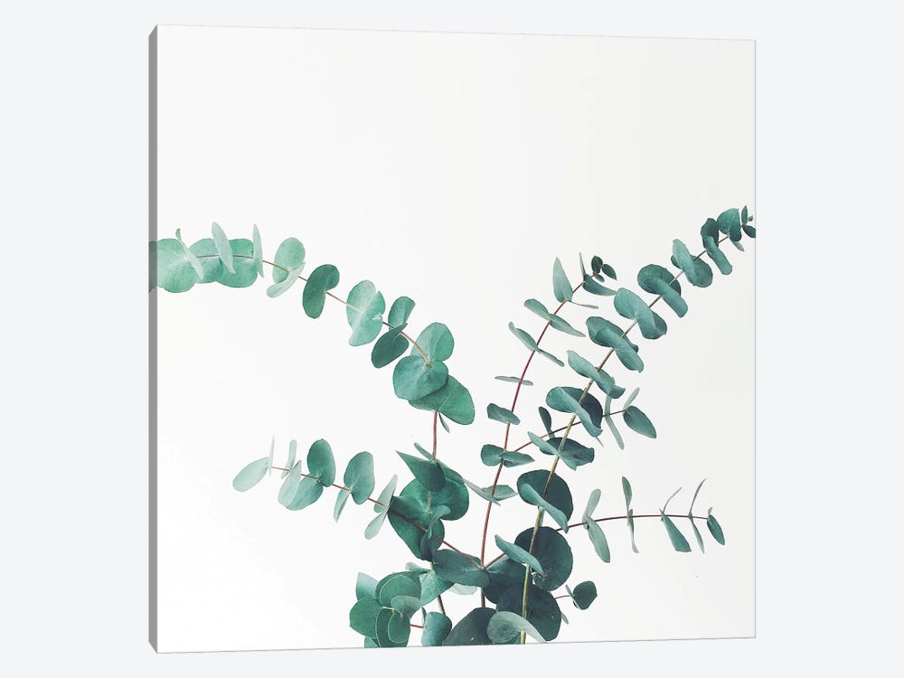 Eucalyptus II by Cassia Beck 1-piece Canvas Print