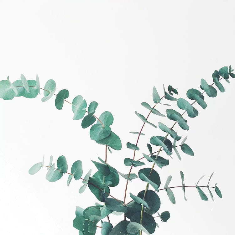 Eucalyptus II