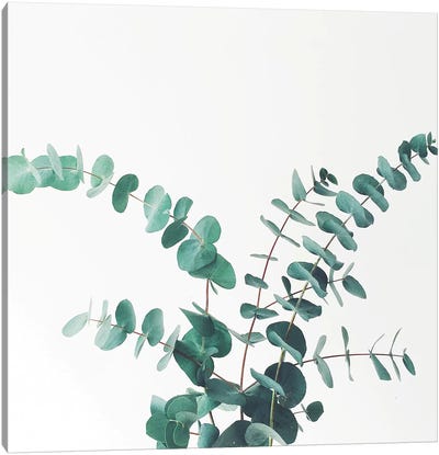 Eucalyptus II Canvas Art Print - Cassia Beck