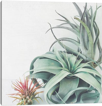 Air Plant Collection Canvas Art Print - Plant Mom