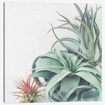 Air Plant Collection Canvas Print #CSB4} by Cassia Beck Art Print