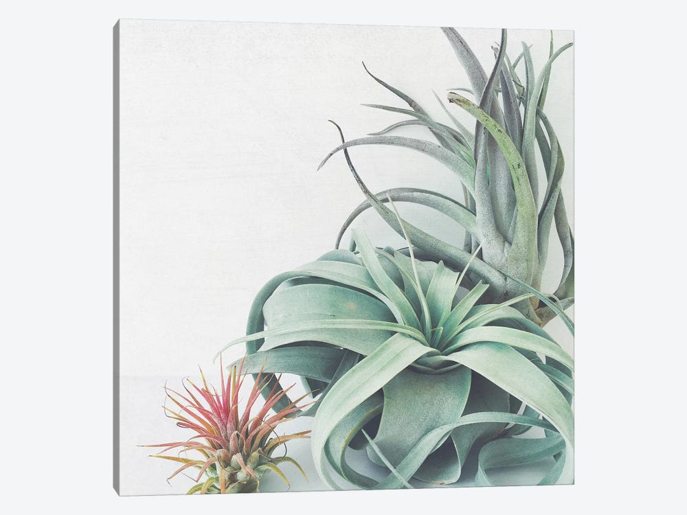 Air Plant Collection by Cassia Beck 1-piece Canvas Wall Art