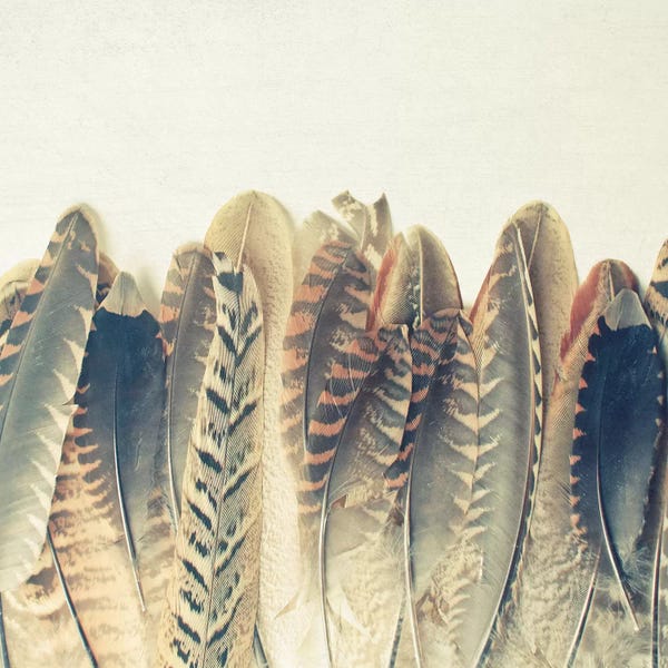 Feathers: Feather Dip by Cassia Beck