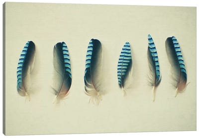 Feathers I Canvas Art Print - Feather Art
