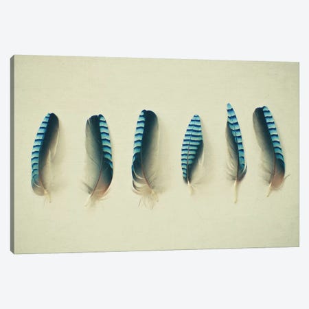 Feathers I Canvas Print #CSB52} by Cassia Beck Canvas Print