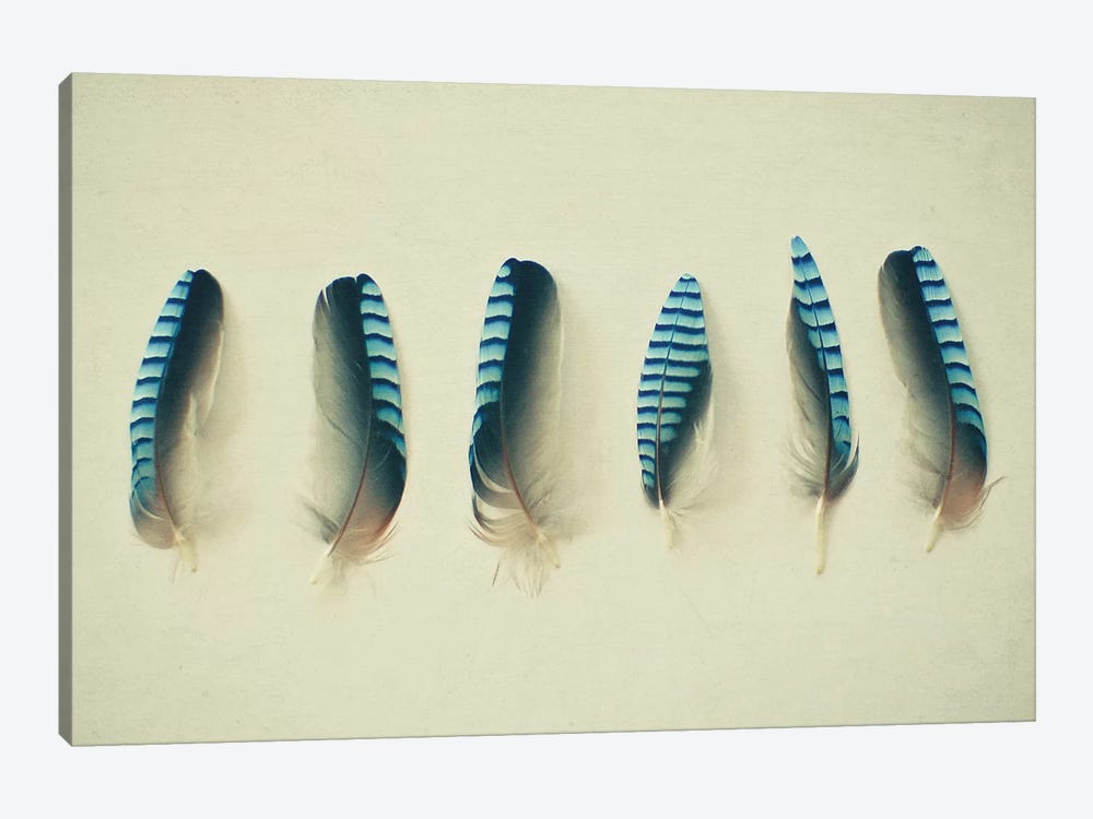 Feathers I by Cassia Beck 1-piece Canvas Print