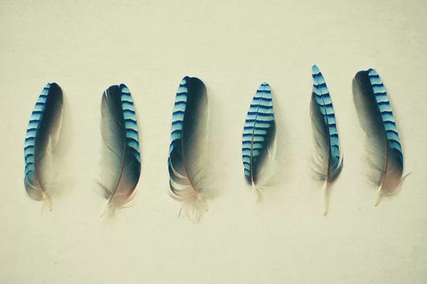 Cassia Beck: Feathers I by Cassia Beck