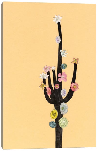 Flowering Cactus Canvas Art Print - Cassia Beck