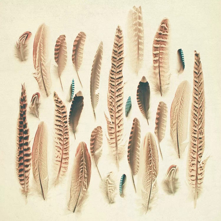 Found Feathers