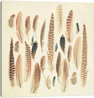 Found Feathers Canvas Art Print - Feather Art