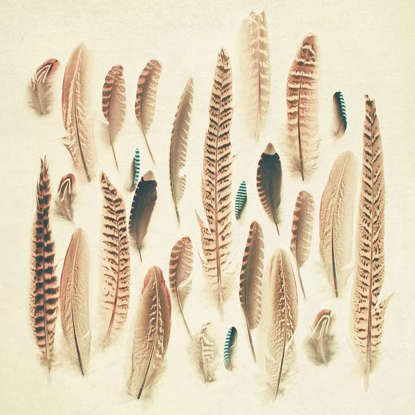 Feathers: Found Feathers by Cassia Beck