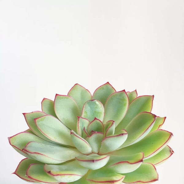 Succulents: Green Succulent by Cassia Beck