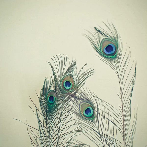 Peacocks: All Eyes Are on You by Cassia Beck