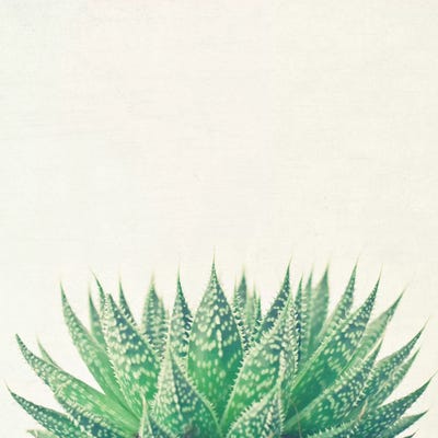 Lace Aloe by Cassia Beck framed canvas print