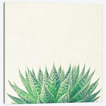 Lace Aloe Canvas Print #CSB66} by Cassia Beck Canvas Art Print