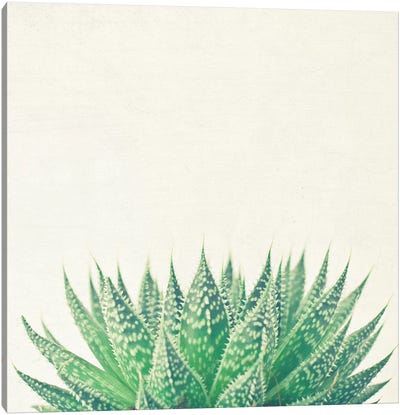 Lace Aloe Canvas Art Print - Cassia Beck