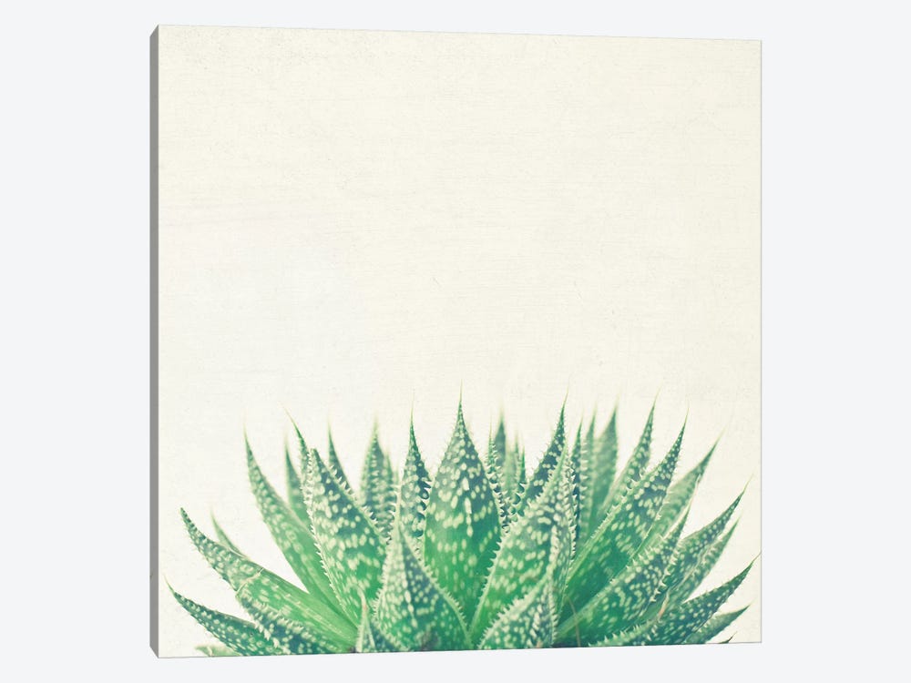 Lace Aloe by Cassia Beck 1-piece Canvas Artwork