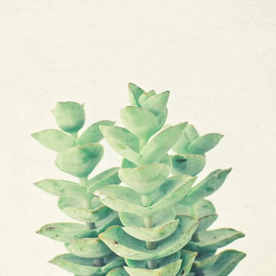 Necklace Vine by Cassia Beck framed canvas print