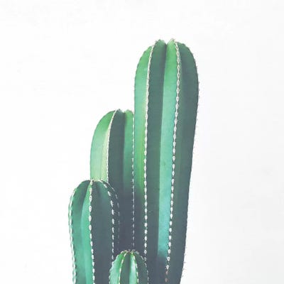 Organ Pipe Cactus by Cassia Beck framed wall art