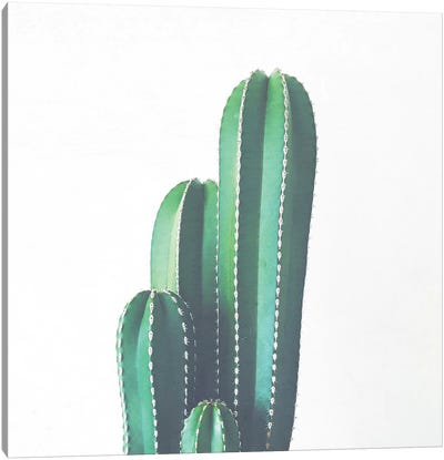 Organ Pipe Cactus Canvas Art Print - Cassia Beck