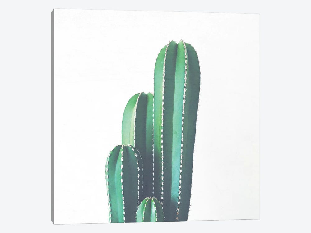 Organ Pipe Cactus by Cassia Beck 1-piece Canvas Art Print