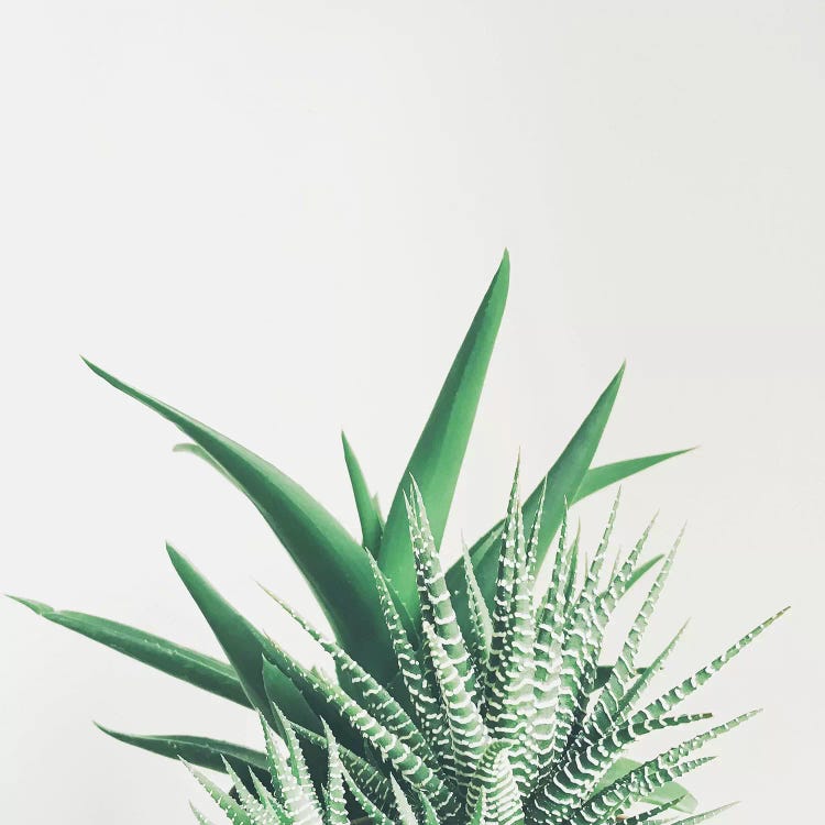 Overlap by Cassia Beck wall art