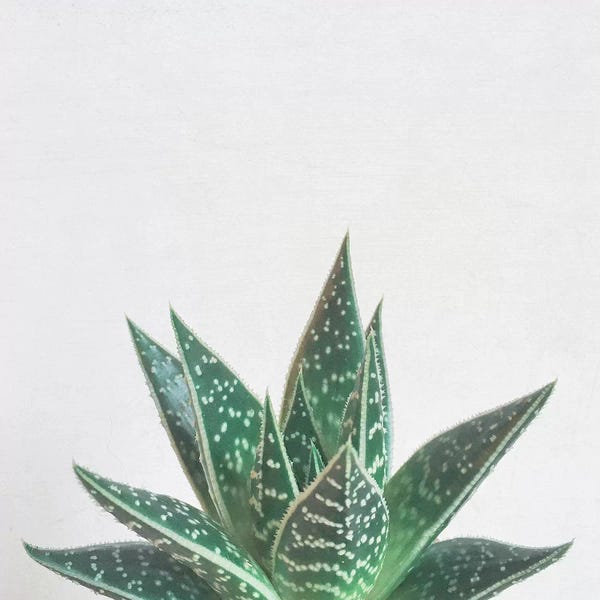 Succulents: Aloe Tiki by Cassia Beck