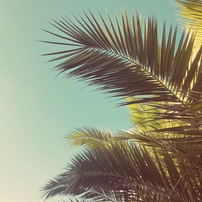 Autumn Palms by Cassia Beck framed canvas print