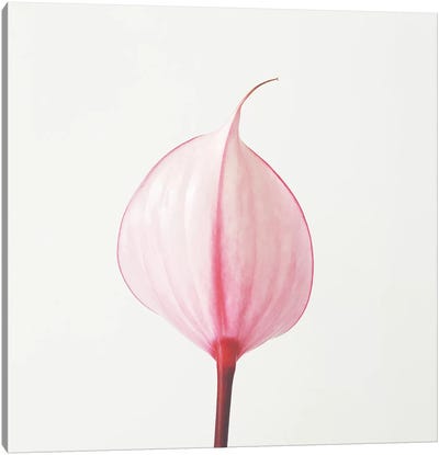 Pink Calla Lily II Canvas Art Print - Lily Art