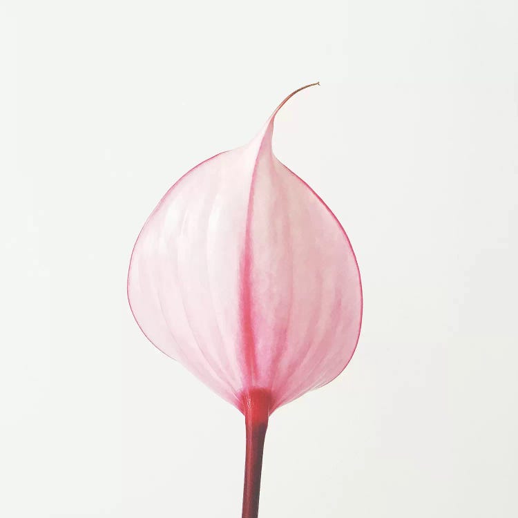 Pink Calla Lily II