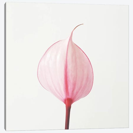 Pink Calla Lily II Canvas Print #CSB91} by Cassia Beck Canvas Print