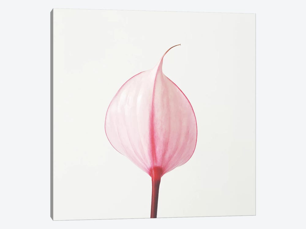 Pink Calla Lily II by Cassia Beck 1-piece Canvas Wall Art