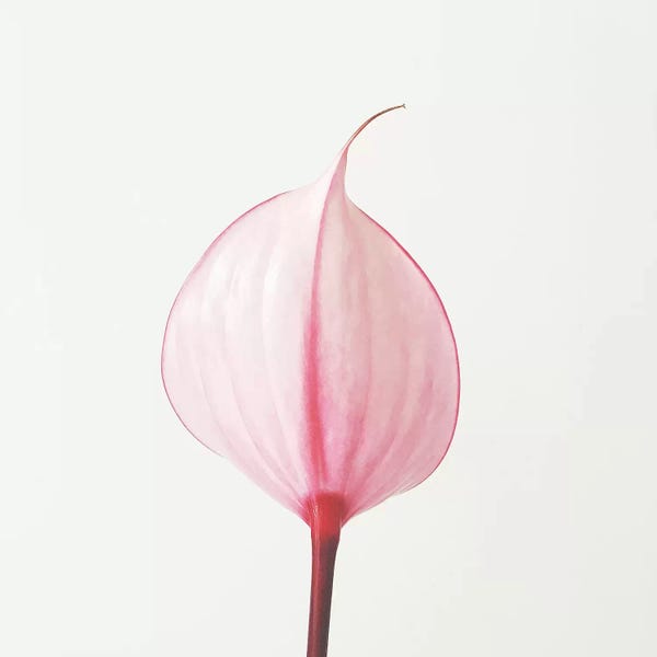 Calla Lilies: Pink Calla Lily II by Cassia Beck