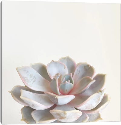 Pink Succulent Canvas Art Print - Cassia Beck