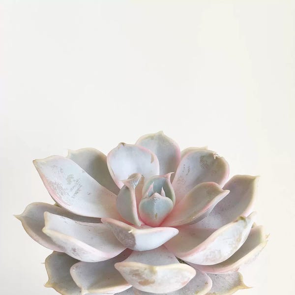 Succulents: Pink Succulent by Cassia Beck