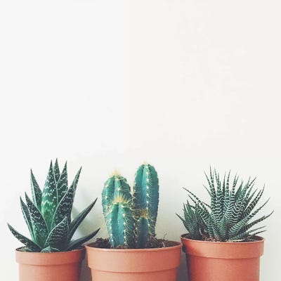 Potted Plants by Cassia Beck canvas print