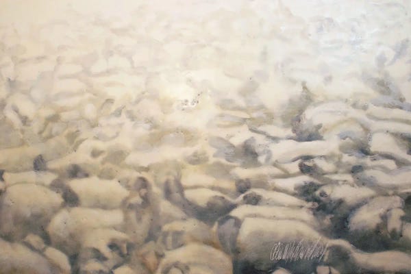 Snow Sheep
