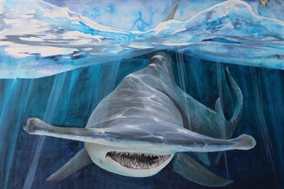 Hammerhead Shark by Cris James canvas print