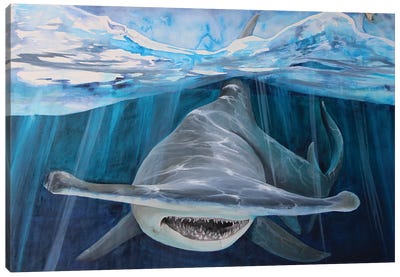 Hammerhead Shark Canvas Art Print - Shark Art